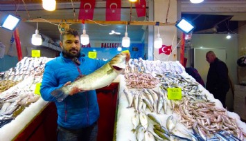 İzmir Foça tezgahlarında levrek bolluğu