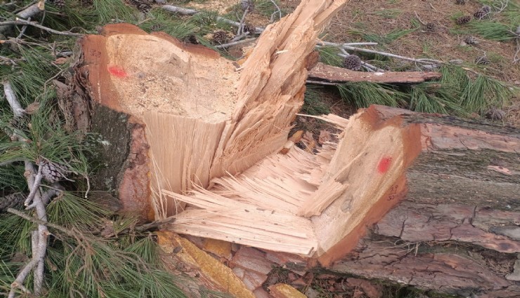 Aydın'da ormanlık alanda kesilen ağaçlala ilgili soruşturma başlatıldı