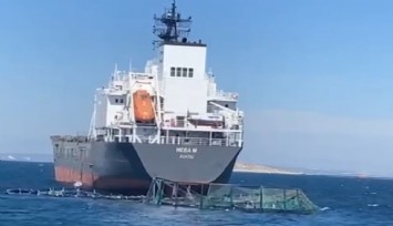 Yük gemisi balık havuzuna girdi, bir milyon balık denize kaçtı