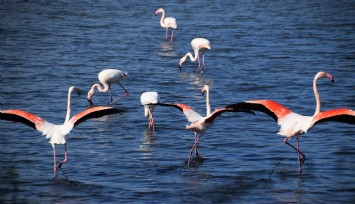 İzmir'de flamingolardan enfes görüntüler