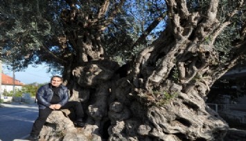 Usta gazeteci Akansu'nun objektifinden ölümsüz zeytin ağaçları