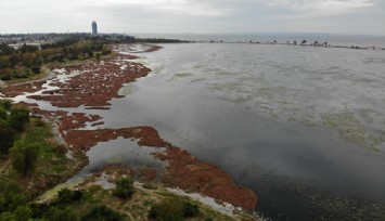 İzmir Körfezi Deniz marulundan kurtulamıyor: Bu kez İnciraltı’nda görüldü