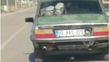 Otomobilin arka koltuğuna bir değil iki dana sığdırdı