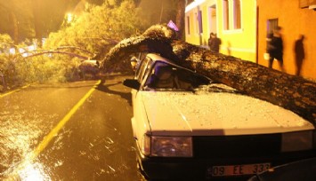 Çam ağacı, araçları hurdaya çevirdi