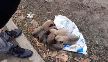 Yavru köpekleri çöp gibi bırakıp kaçtı