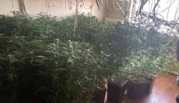Villaya kaçak elektrik çekip, uyuşturucu serası kurmuşlar  