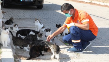 Gaziemir’de 5 bin 304 hayvana şefkat eli uzandı