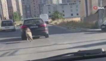 Hayvanlara eziyet durdurulamıyor: Araçla seyir halindeyken boynuna tasma taktığı köpeği peşinden koşturdu