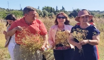 Çeşme’de 30 yıl aradan sonra ilk kez anason hasadı yapıldı