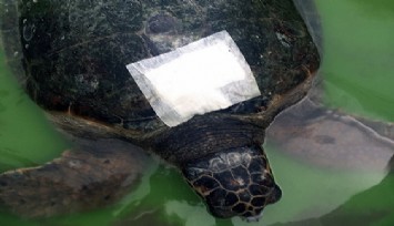 Güzelbahçe sahilinde bulunan yaralı kaplumbağa gözlem altına alındı  