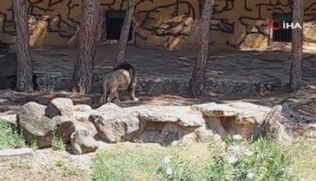 Hayvanat bahçesinde aslan kafesinden kaçtı: 1 yaralı