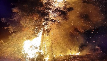 Aydın alevlere teslim oldu, Nazilli’deki yangının ardından Karpuzlu’da 2 ayrı yangın daha çıktı  