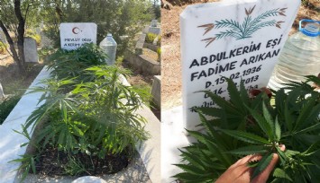 Anneannesi ve dedesinin mezarlarına kenevir ekti, gözaltına alındı