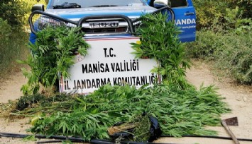 Ormanlık alanda damlama sulamayla kenevir yetiştirmişler