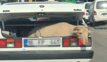 Kurbanlık kuzunun bagajdaki yolculuğu
