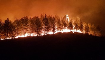 Manavgat yangınıyla ilgili bir kişi tutuklandı