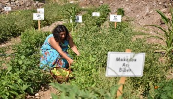 Bornova Belediyesinden tohumdan fideye yerel üreticiye destek