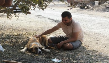 Yangında kaybolan Aslan adlı köpeğine 4 gün sonra kavuştu