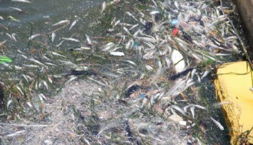 İzmir’in Bostanlı sahiline ölü balıklar vurdu