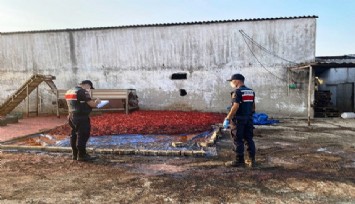 Hayvan damında ürettikleri salçayı vatandaşa yedireceklerdi, jandarmanın baskınıyla yakalandılar  