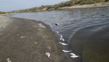 İzmir’de kıyıya vuran binlerce balığın ölümü endişelendirdi