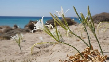 Çeşme’de doğa harikası bu çiçeği koparmanın cezası 80 bin TL