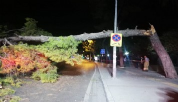 İzmir’de devrilen çam ağacı tramvay seferlerini durdurdu