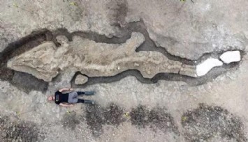 Dev 'deniz ejderhası' fosili bulundu