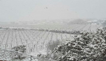 Sarıgöl'ün üzüm bağları kar altında kaldı