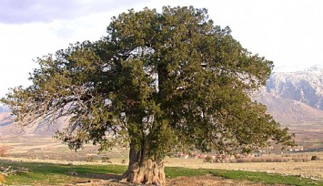 Çeşme’de asırlık ardıç ağaçları kesildi