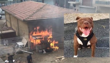İzmir’de kilitli kulübedeki köpeğin yakılarak öldürülmesinde 1 tutuklama  