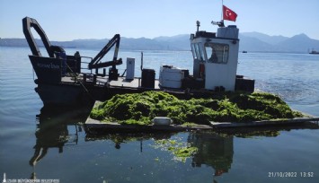 Körfez’de oluşan deniz marulları temizleniyor