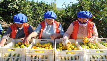 Sarı altın satsumada hasat zamanı