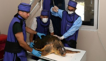 Yaralı Caretta Caretta koruma altında