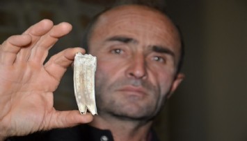 Kuzu otlatırken 16 milyon yıllık at dişi buldu