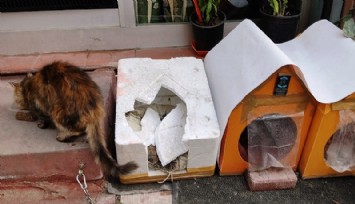 “Can dost” düşmanı, kedi yuvasına saldırdı: Görüntüler “pes' dedirtti