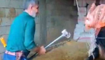Hayvana eziyet bu kez balyozla geldi