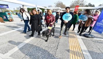 Rehber köpekler toplu ulaşımda