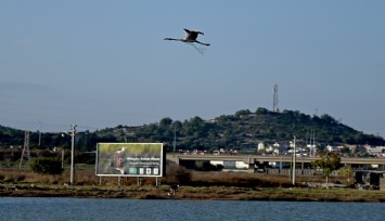 Boynunda ağla uçan flamingo, denizdeki kirliği ortaya serdi