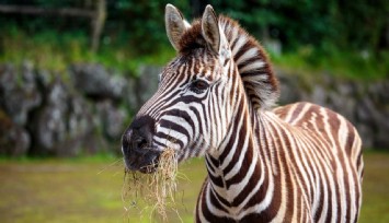 Ankara müftüsünden fetva: Zebra eti helal