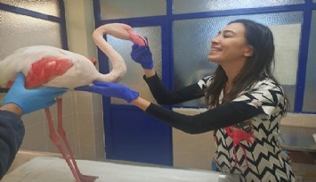 Hasta flamingoya yardım eli