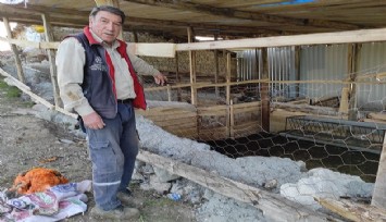 Manisa’da aç kalan kurtlar ağıldaki koyunlara saldırdı
