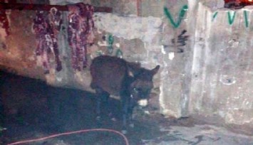 Konak’ta katır ve eşek eti yedireceklerdi