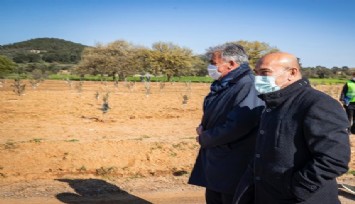 İzmir Büyükşehir Belediyesi zeytinlikler için dava açtı