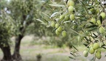 DEVA Partisi'nden zeytin planına sert çıkış: Gözü dönmüş girişim