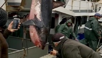 Didimli balıkçıların ağına köpekbalığı takıldı