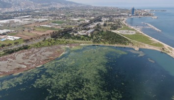 İzmir'de deniz marulu yeniden görüldü