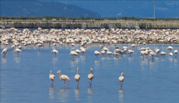 Gediz Deltası UNESCO yolunda