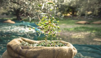 Zeytin ihracatında yüzde 32’lik artış