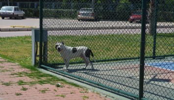 İzmir'de pitbull dehşeti  